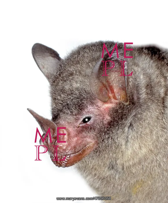: Carollia brevicauda, silky short-tailed bat : Carollia brevicauda, silky short-tailed bat