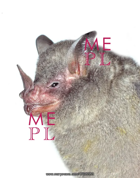 : Carollia brevicauda, silky short-tailed bat : Carollia brevicauda, silky short-tailed bat