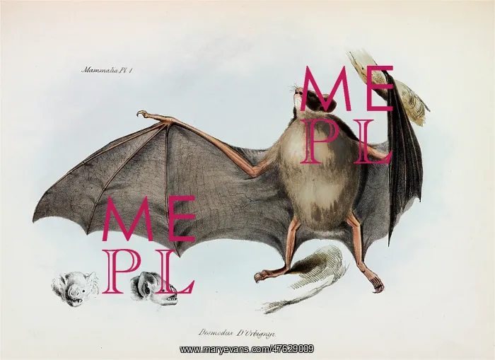 : Carollia brevicauda, silky short-tailed bat : Carollia brevicauda, silky short-tailed bat