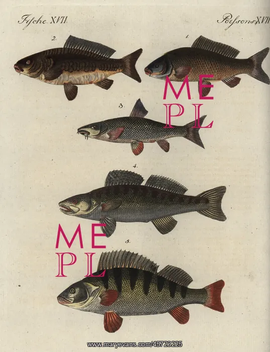 : Carp and perch varieties : Carp and perch varieties