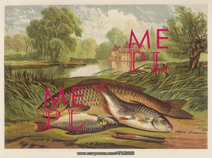  : A CARP AND A ROACH