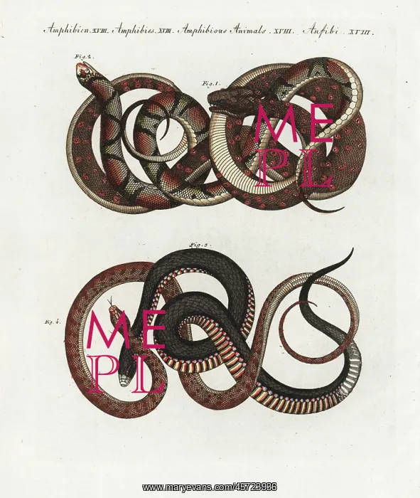 : Carpet python, scarlet snake, and red-bellied black snake : Carpet python, scarlet snake, and red-bellied black snake