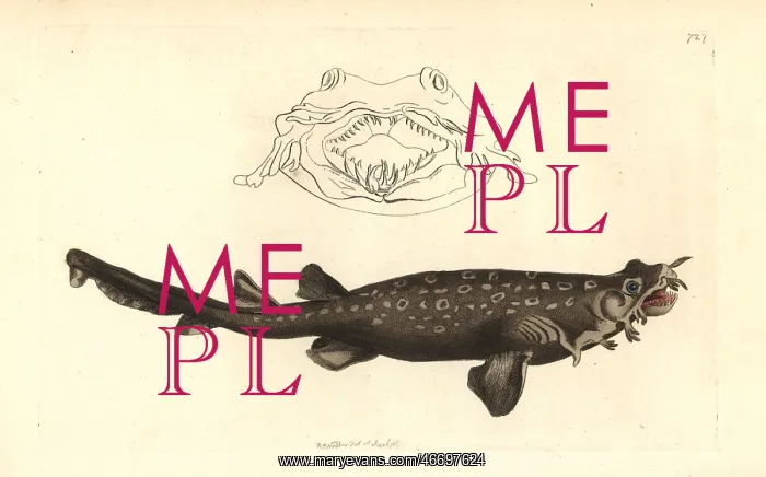 : Carpet shark or spotted wobbegong, Orectolobus maculatus : Carpet shark or spotted wobbegong, Orectolobus maculatus