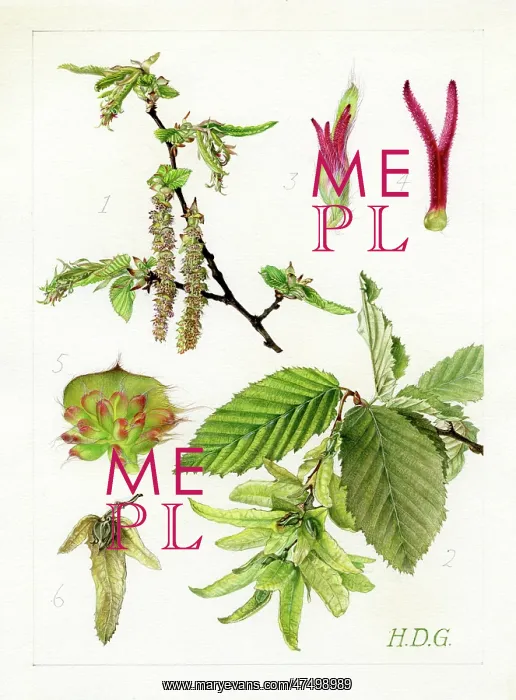: Carpinus betulus - common hornbeam : Carpinus betulus - common hornbeam