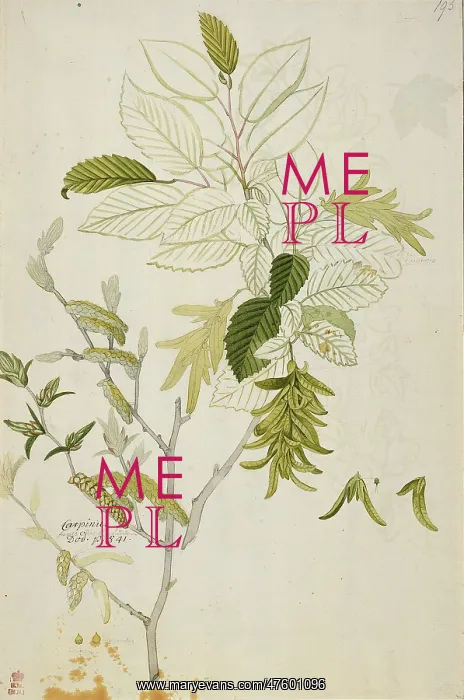 : Carpinus betulus, hornbeam : Carpinus betulus, hornbeam