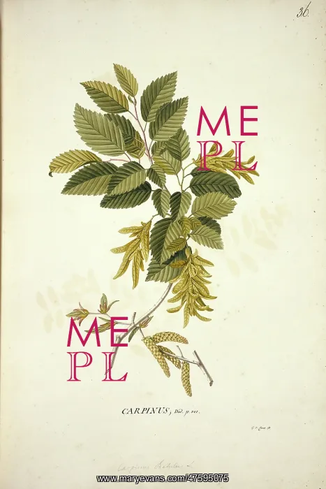 : Carpinus betulus L. hornbeam : Carpinus betulus L. hornbeam