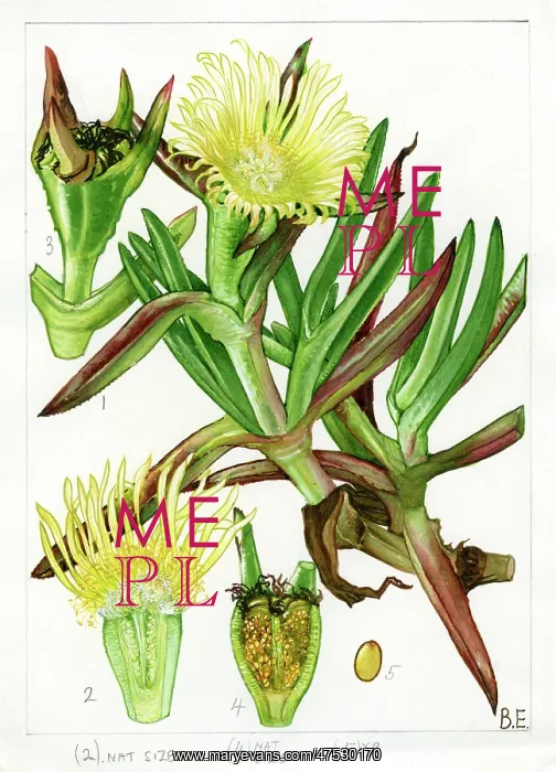 : Carpobrotus edulis - Hottentot-fig : Carpobrotus edulis - Hottentot-fig