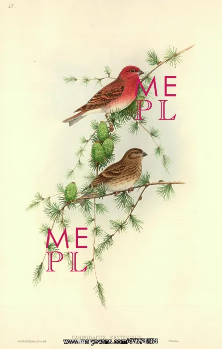 : Carpodacus erythrinus, common rosefinch : Carpodacus erythrinus, common rosefinch