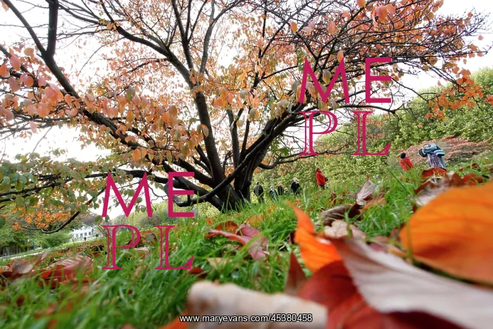 : Carres de la Perspective (the plots of perspective) : Carres de la Perspective (the plots of perspective)