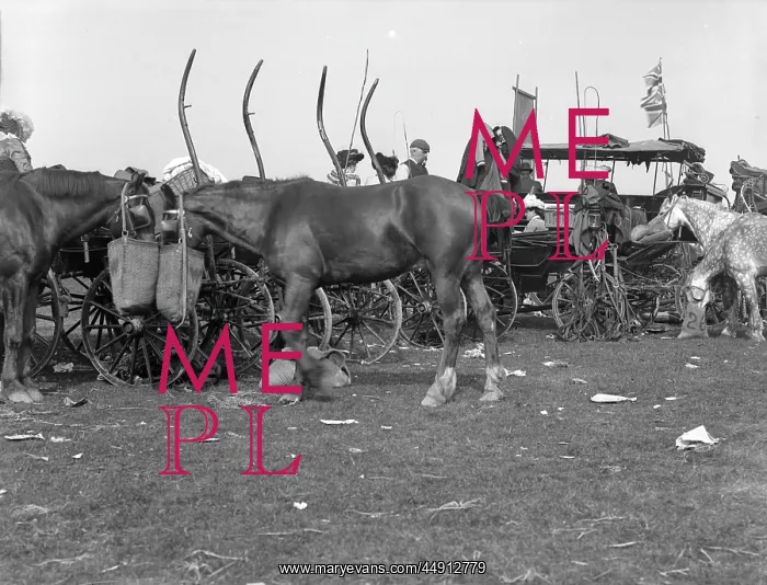 : Carriages at the Oaks : Carriages at the Oaks