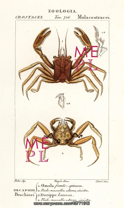 : Carrier crab and dorripd crab : Carrier crab and dorripd crab