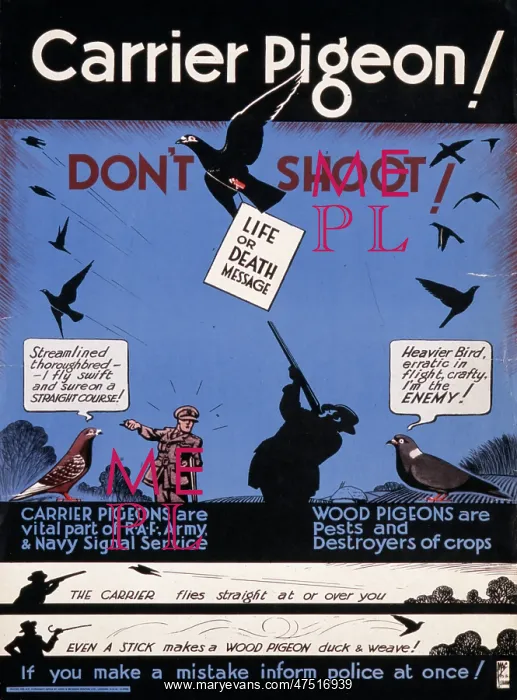 : Carrier Pigeon poster : Carrier Pigeon poster