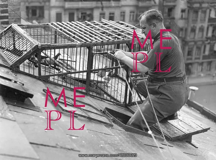 : Carrier pigeons : Carrier pigeons