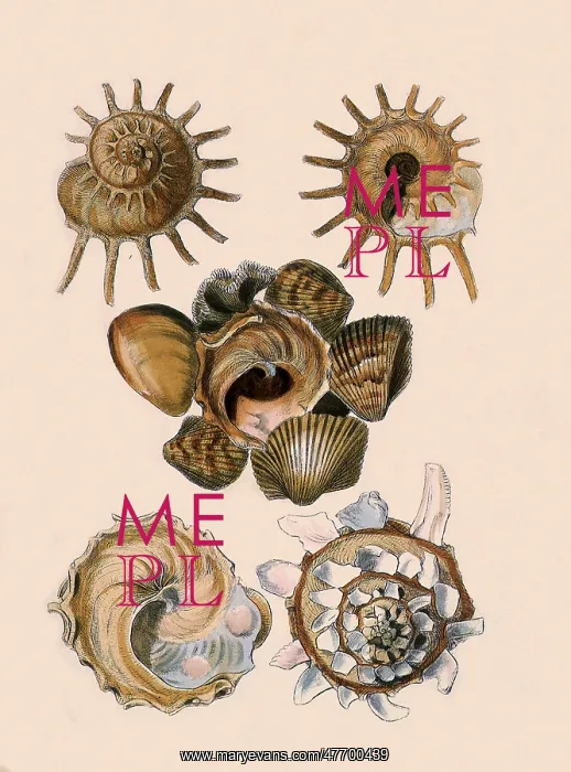  : Carrier Shell