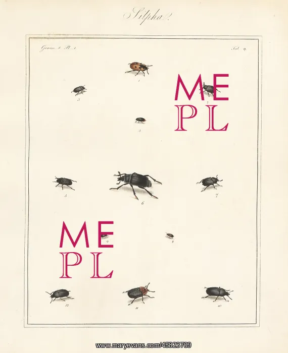 : Carrion beetles, black snail beetle, etc : Carrion beetles, black snail beetle, etc