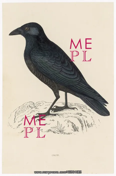  : Carrion Crow