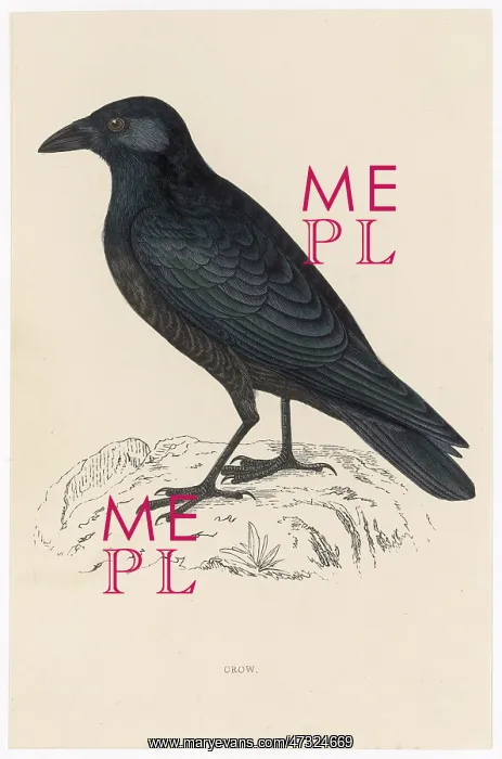  : Carrion Crow