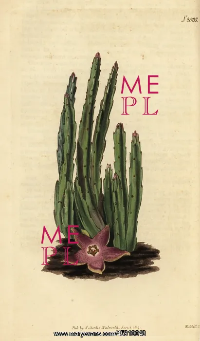 : Carrion flower, Stapelia stricta : Carrion flower, Stapelia stricta