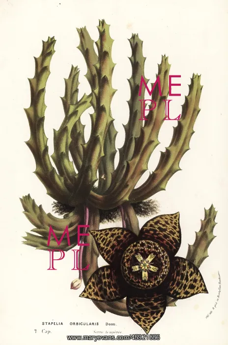 : Carrion flower, Stisseria orbicularis : Carrion flower, Stisseria orbicularis