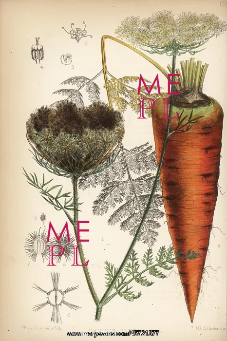 : Carrot, Daucus carota : Carrot, Daucus carota