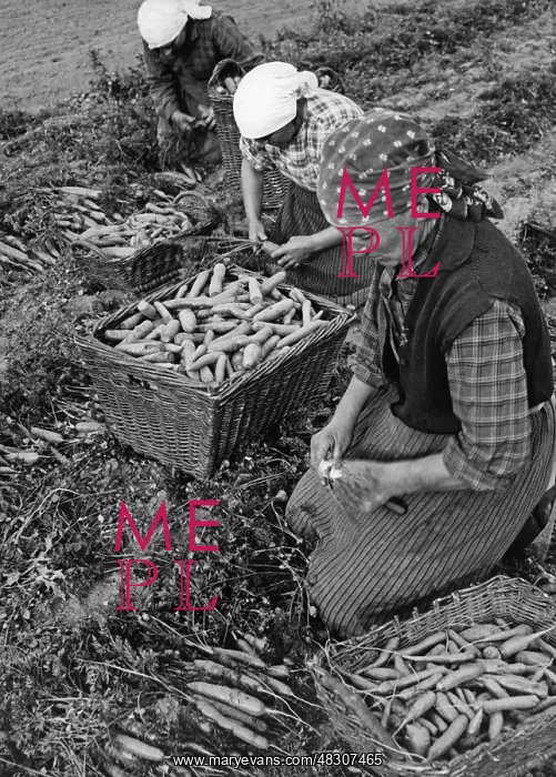 : Carrot harvest in the countryside, 1935 : Carrot harvest in the countryside, 1935