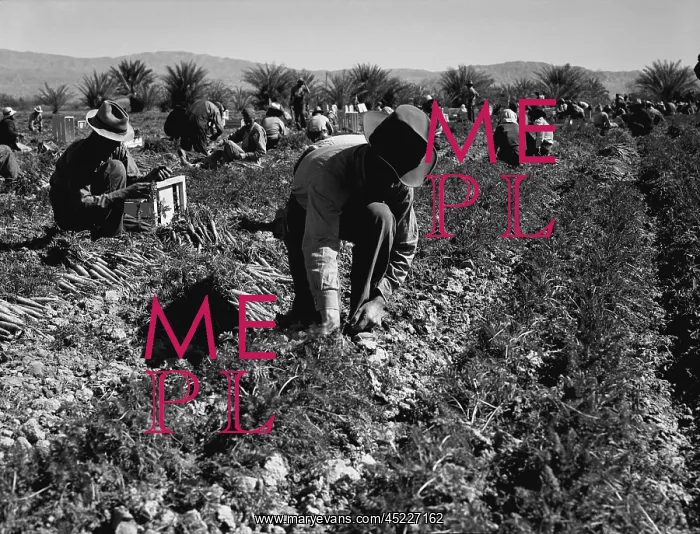 : Carrot pullers harvesting in Coachella Valley, ? : Carrot pullers harvesting in Coachella Valley, ?