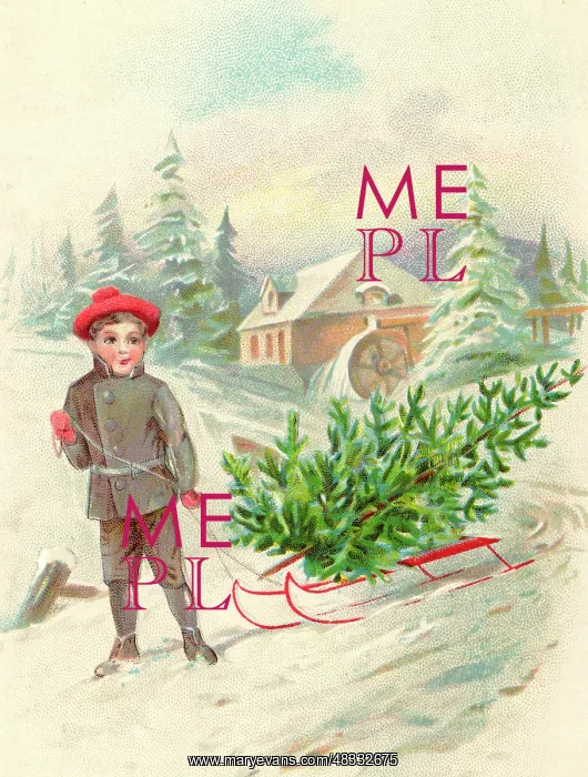 : Carrying Christmas tree on a sledge through the snow : Carrying Christmas tree on a sledge through the snow
