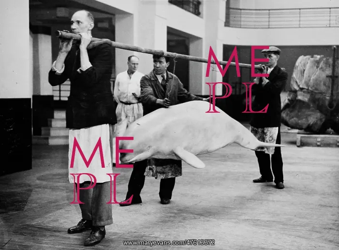 : Carrying model beluga on pole, c.1934 : Carrying model beluga on pole, c.1934
