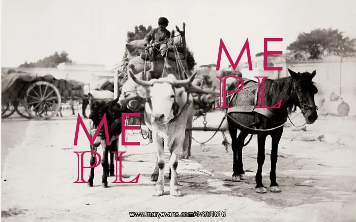 : Cart pulled by a horse, cow, bullock, donkey at same time : Cart pulled by a horse, cow, bullock, donkey at same time