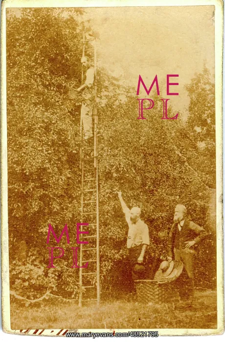: Carte de Visite - Fruit Picking : Carte de Visite - Fruit Picking
