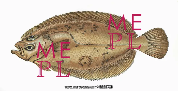 : Carter, Mary Sole or Queen's Sole : Carter, Mary Sole or Queen's Sole