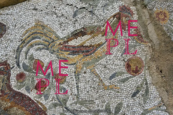 : Carthage. Detail of a mosaic depicting a cock in the Villa of the Aviary : Carthage. Detail of a mosaic depicting a cock in the Villa of the Aviary