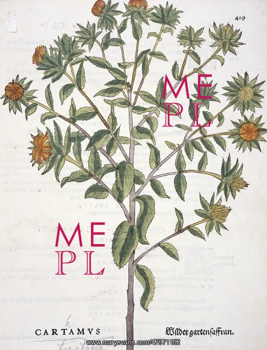 : Carthamus tinctorius, safflower : Carthamus tinctorius, safflower