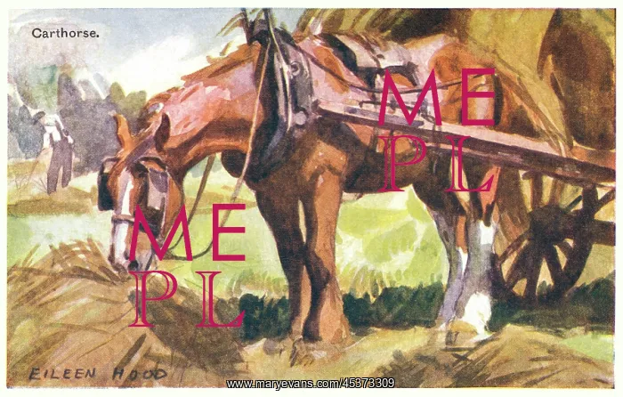  : Carthorse in harness eating hay