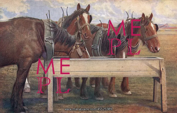 : Four carthorses drinking at a trough : Four carthorses drinking at a trough