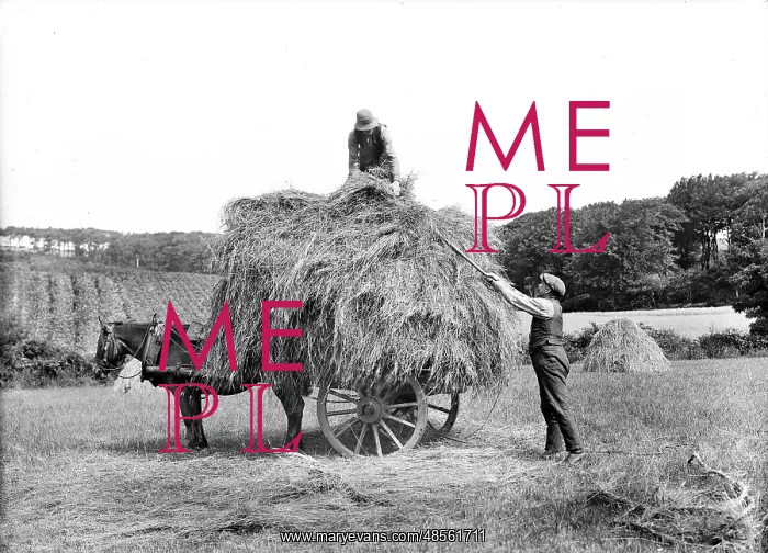 : Carting Hay : Carting Hay