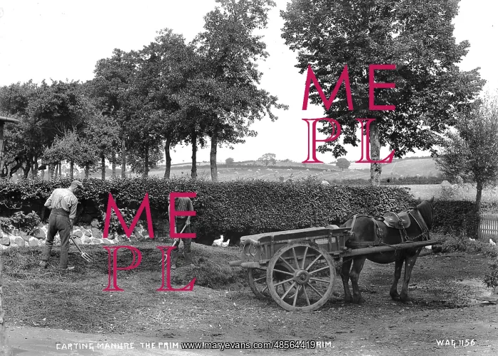 : Carting Manure the Primitive Iron Grape in Use, Co. Antrim : Carting Manure the Primitive Iron Grape in Use, Co. Antrim