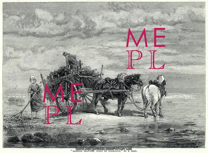 : Carting seaweed in Normandy 1872 : Carting seaweed in Normandy 1872