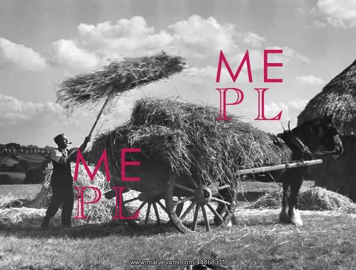 : CARTING STRAW : CARTING STRAW