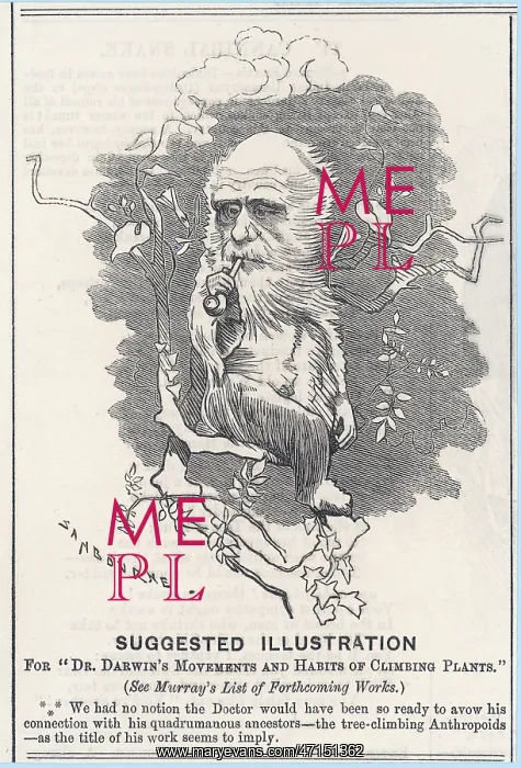 : Cartoon, Charles Darwin as a tree-climbing anthropoid : Cartoon, Charles Darwin as a tree-climbing anthropoid