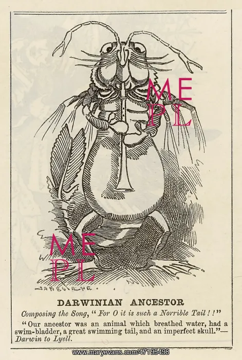 : Cartoon, Darwinian Ancestor : Cartoon, Darwinian Ancestor