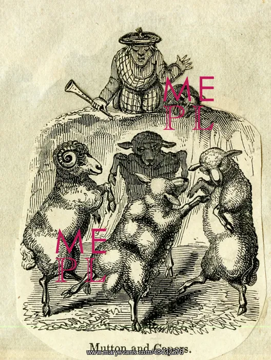  : Cartoon, Mutton and Capers