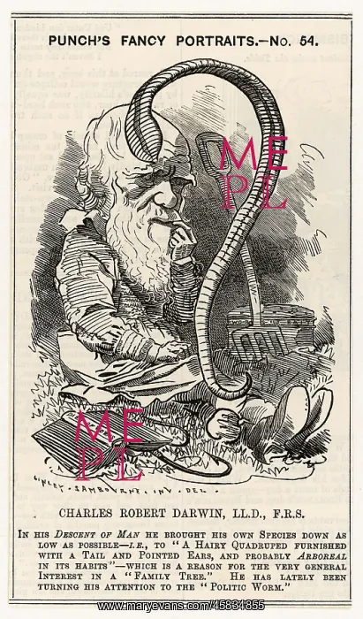 : Cartoon portrait, Charles Darwin studying a worm : Cartoon portrait, Charles Darwin studying a worm