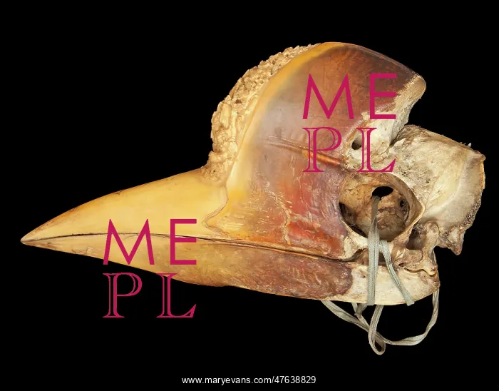 : Carved Hornbill Skull : Carved Hornbill Skull