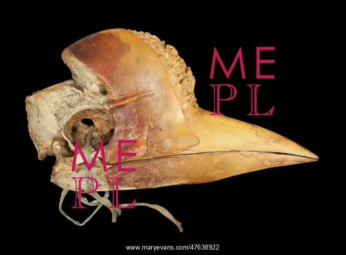 : Carved Hornbill Skull : Carved Hornbill Skull