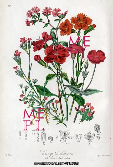 : Caryophyllaceae - Clove Pink : Caryophyllaceae - Clove Pink