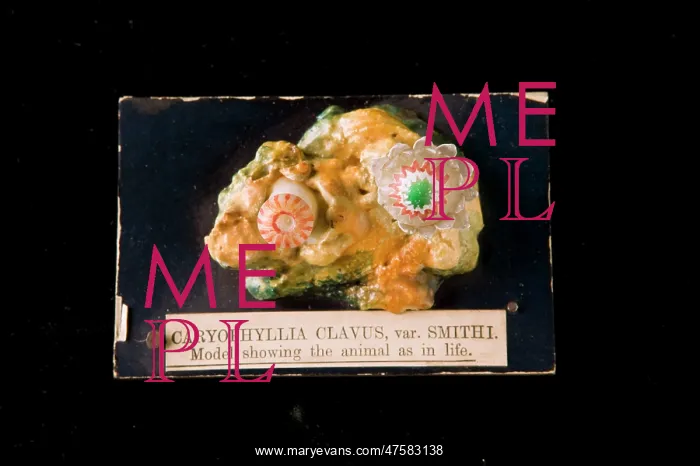 : Caryophyllia clavus, sea anemone : Caryophyllia clavus, sea anemone