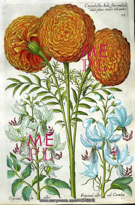  : Caryophyllus - African Marigolds