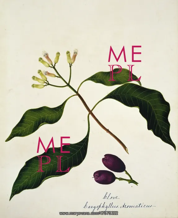 : Caryophyllus aromaticus, clove : Caryophyllus aromaticus, clove