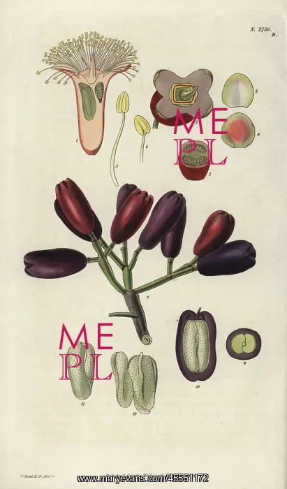 : Caryophyllus aromaticus, clove spice flower : Caryophyllus aromaticus, clove spice flower